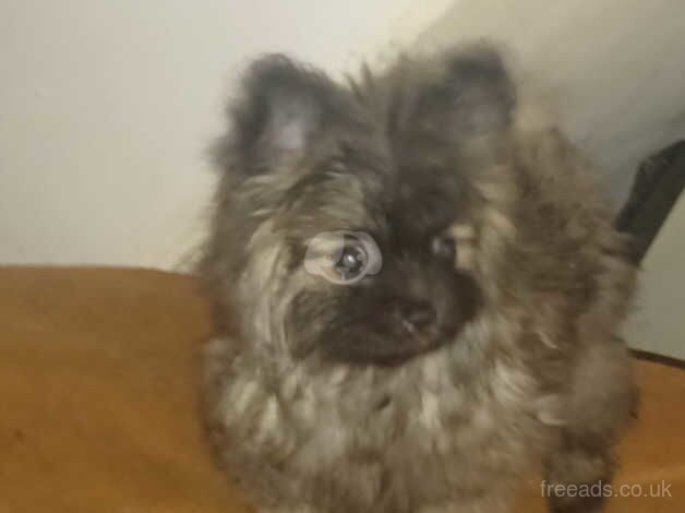 Pomeranian puppies for sale in Greenwich, London – 1 year old - Image 4 of 5
