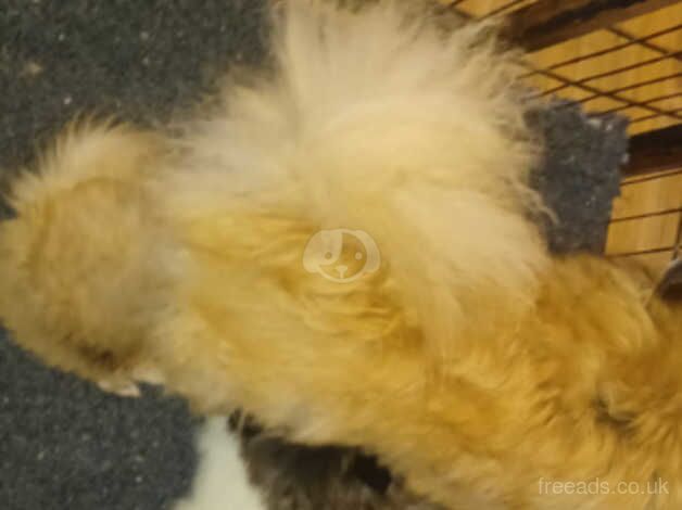 Pomeranian puppies for sale in Greenwich, London – 1 year old - Image 5 of 5