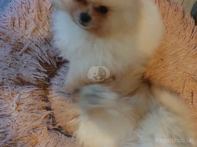 Pomeranian puppies for sale in Horsham, West Sussex – 1 year old - Image 2 of 5