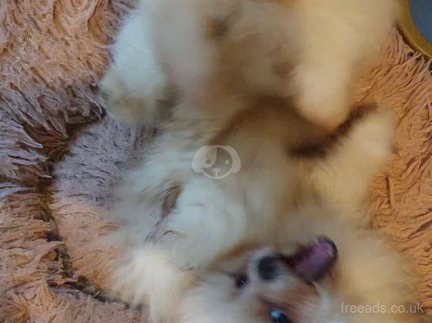 Pomeranian puppies for sale in Horsham, West Sussex – 1 year old - Image 3 of 5