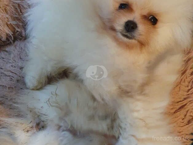 Pomeranian puppies for sale in Horsham, West Sussex – 1 year old - Image 4 of 5