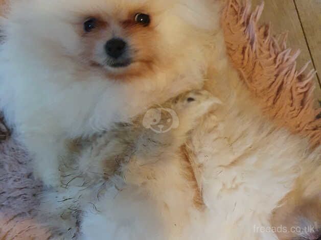 Pomeranian puppies for sale in Horsham, West Sussex – 1 year old - Image 5 of 5