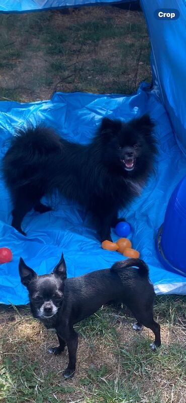 Pomeranian puppies for sale in Peterborough, Cambridgeshire – 5 months old - Image 3 of 7