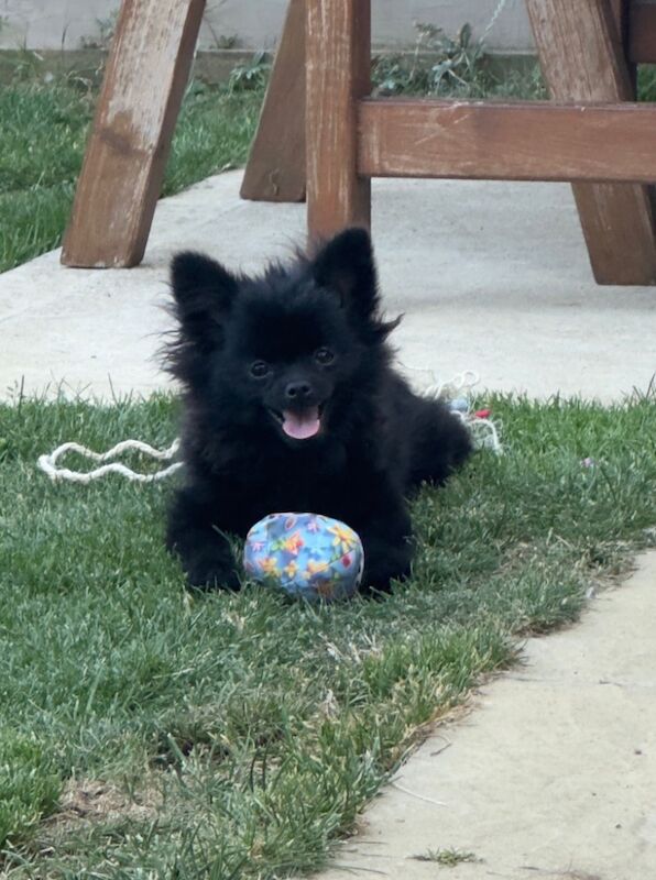 Pomeranian puppies for sale in Peterborough, Cambridgeshire – 5 months old - Image 4 of 7