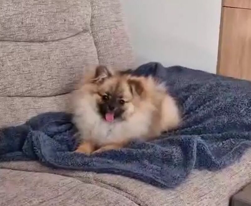 Pomeranian puppies for sale in Peterborough, Cambridgeshire – 5 months old - Image 5 of 7