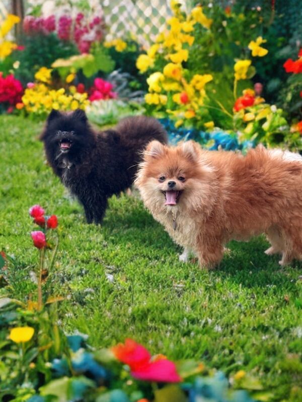 Pomeranian puppies for sale in Peterborough, Cambridgeshire – 5 months old - Image 6 of 7