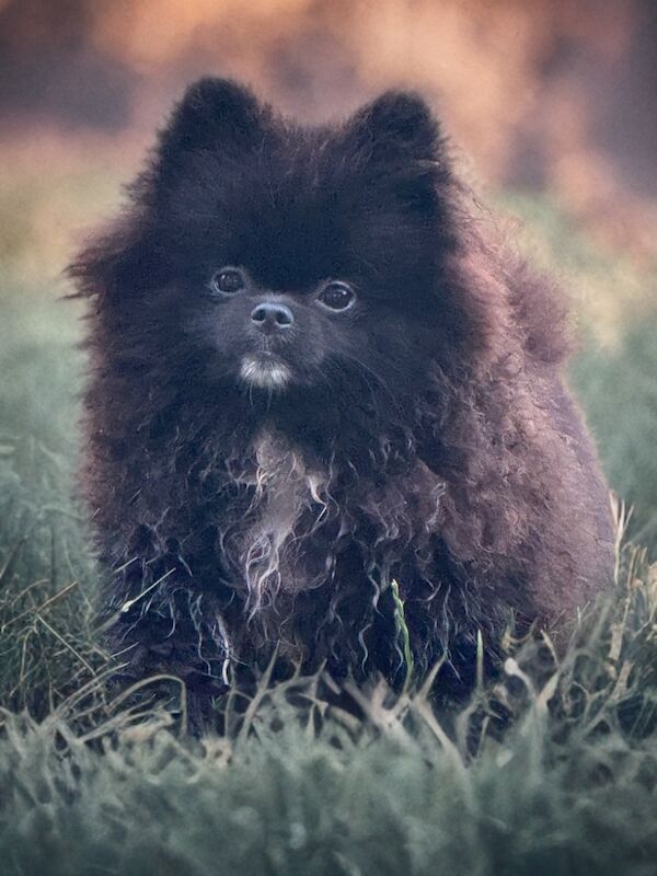 Pomeranian puppies for sale in Peterborough, Cambridgeshire – 5 months old - Image 7 of 7