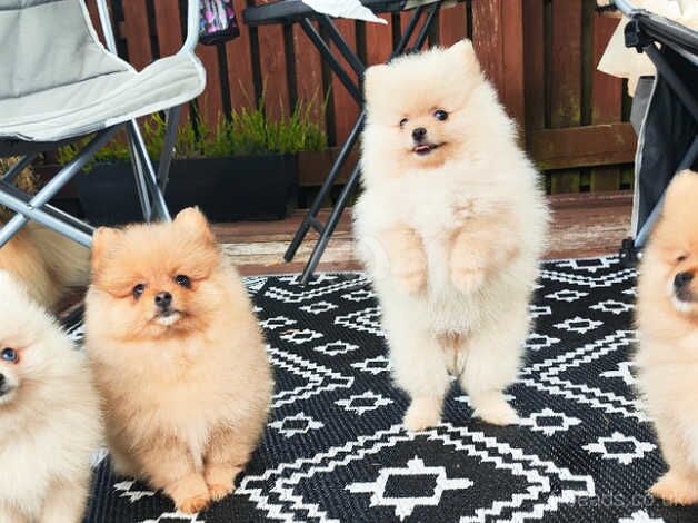 Pomeranian puppies for sale in Warrington, Cheshire – KC registered, 11 months old - Image 1 of 5