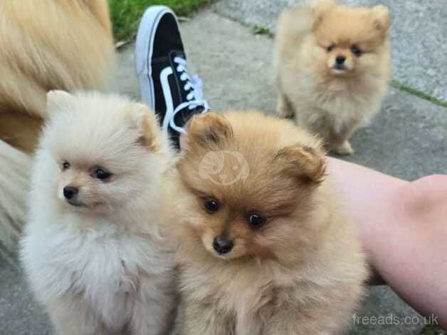 Pomeranian puppies for sale in Warrington, Cheshire – KC registered, 11 months old - Image 2 of 5