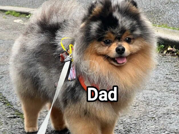 Pomeranian puppies for sale in Warrington, Cheshire – KC registered, 11 months old - Image 3 of 5