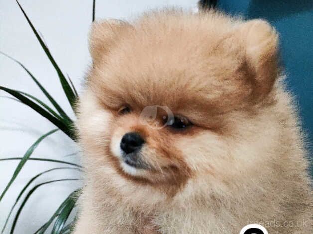 Pomeranian puppies for sale in Warrington, Cheshire – KC registered, 11 months old - Image 4 of 5