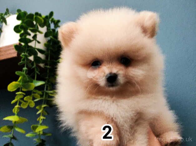 Pomeranian puppies for sale in Warrington, Cheshire – KC registered, 11 months old - Image 5 of 5