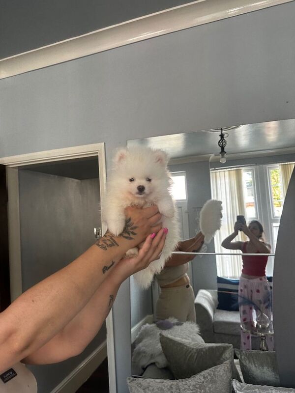 Pomeranian puppies for sale in Leicester, Leicestershire – 8 weeks old - Image 2 of 4