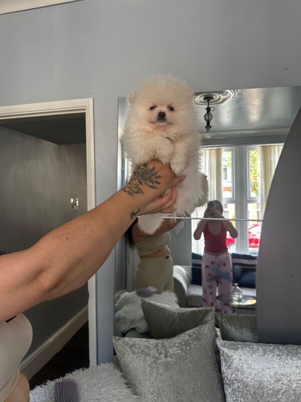 Pomeranian puppies for sale in Leicester, Leicestershire – 8 weeks old - Image 3 of 4