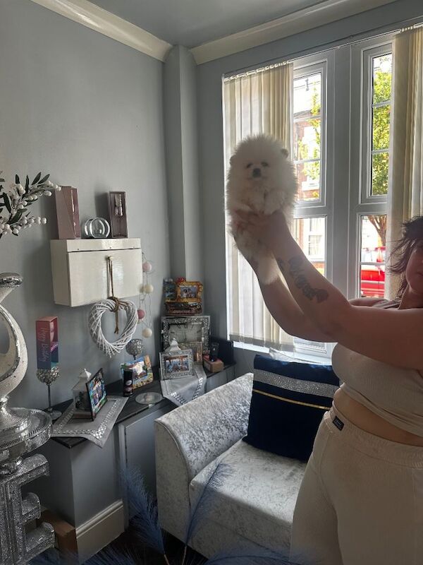 Pomeranian puppies for sale in Leicester, Leicestershire – 8 weeks old - Image 4 of 4