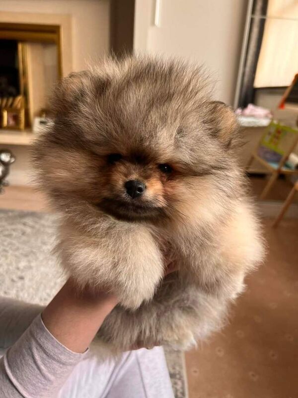 Pomeranian sable colour puppy