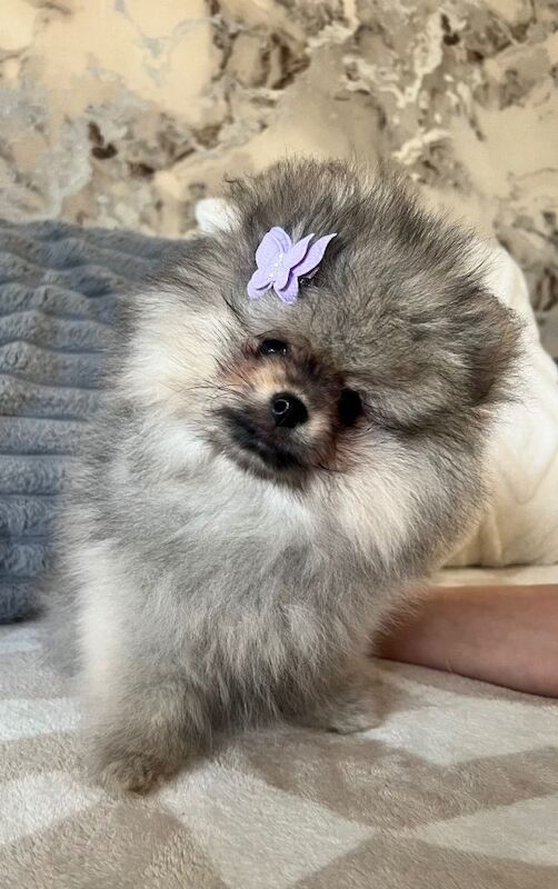 Pomeranian sable colour puppy - Image 2 of 3