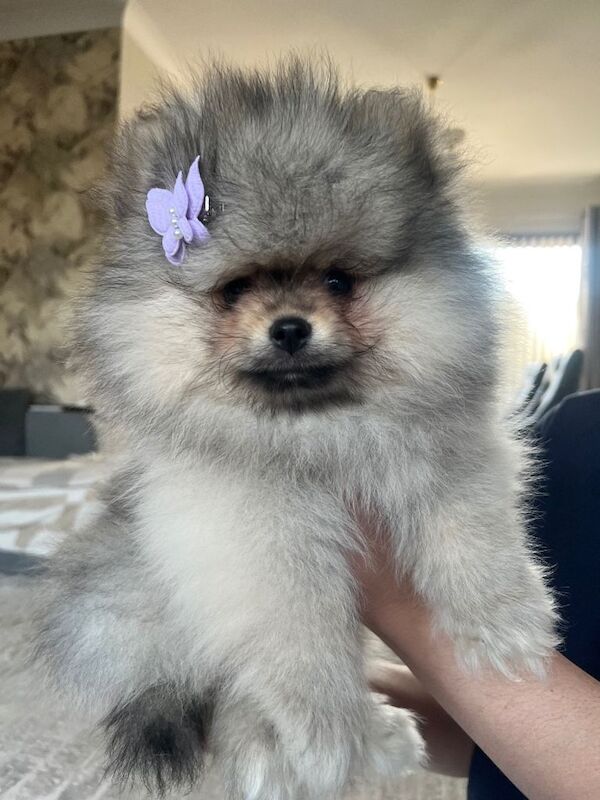 Pomeranian sable colour puppy - Image 3 of 3