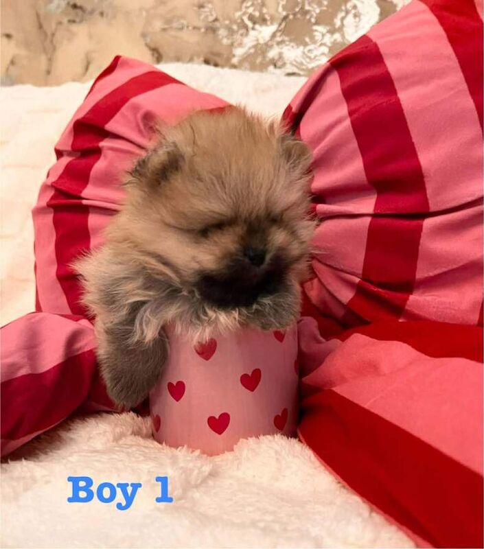 Pomeranian puppies for sale in Shaw, Manchester – KC registered, 10 weeks old - Image 3 of 3