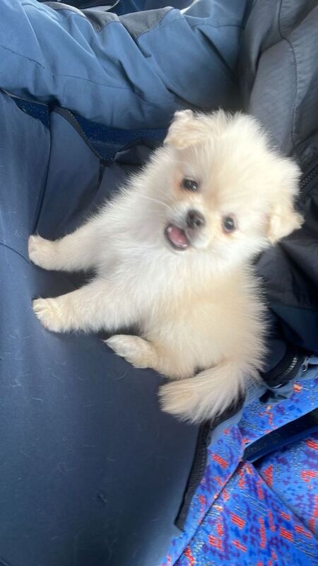 Pomeranian puppies for sale in Harrow, Greater London – 5 months old - Image 3 of 6