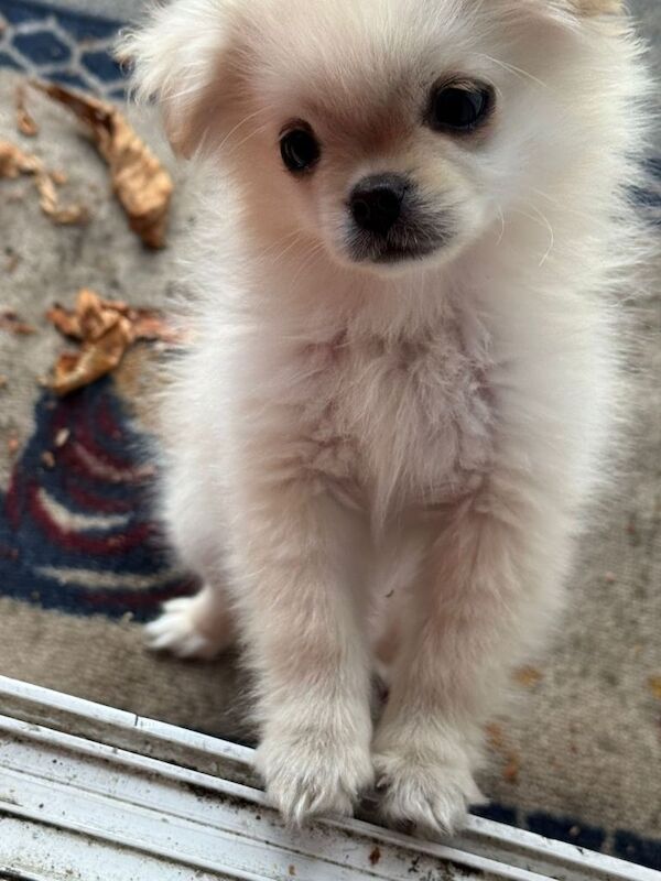 Pomeranian puppies for sale in Harrow, Greater London – 5 months old - Image 5 of 6