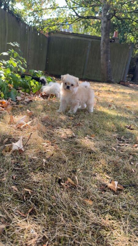 Pomeranian shih zue - Image 2 of 3