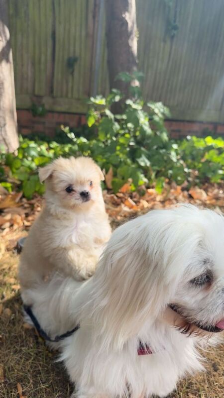 Pomeranian shih zue - Image 3 of 3