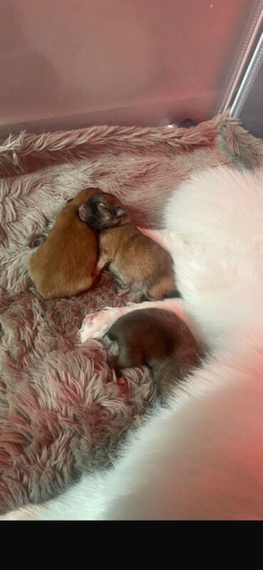 Pomeranian Puppies For Sale