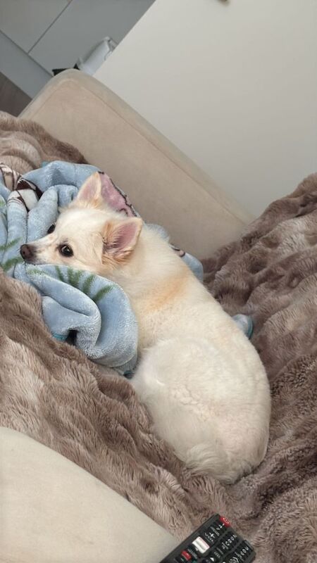 pomeranian spitz