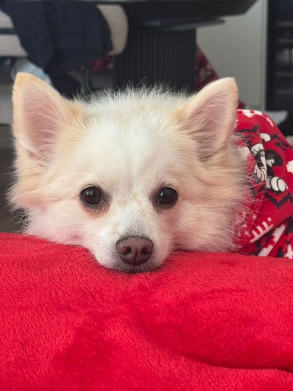 pomeranian spitz - Image 2 of 3