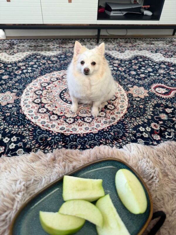 pomeranian spitz - Image 3 of 3
