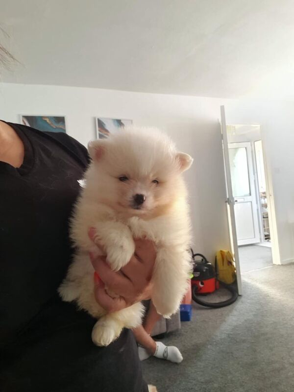 Pomeranian puppies for sale in Leicester, Leicestershire – 7 weeks old