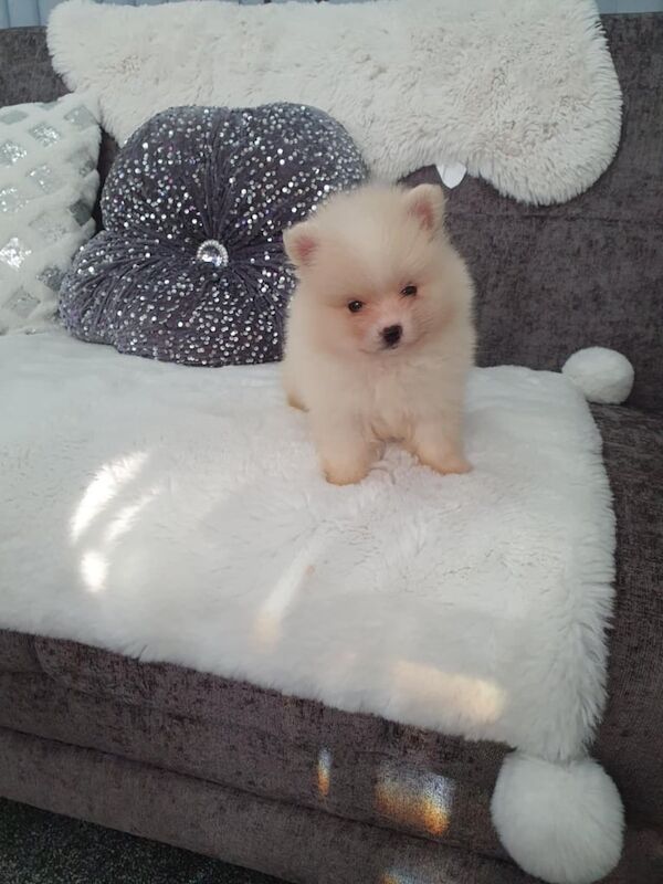 Pomeranian puppies for sale in Leicester, Leicestershire – 7 weeks old - Image 2 of 3