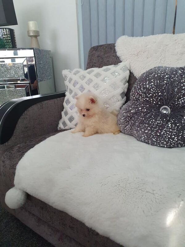 Pomeranian puppies for sale in Leicester, Leicestershire – 7 weeks old - Image 3 of 3