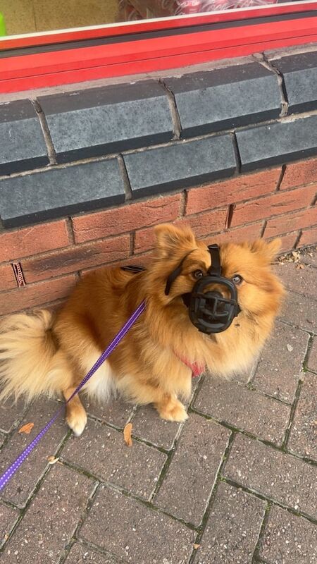Pomeranian puppies for sale in Great Barr, West Midlands – 2 years old