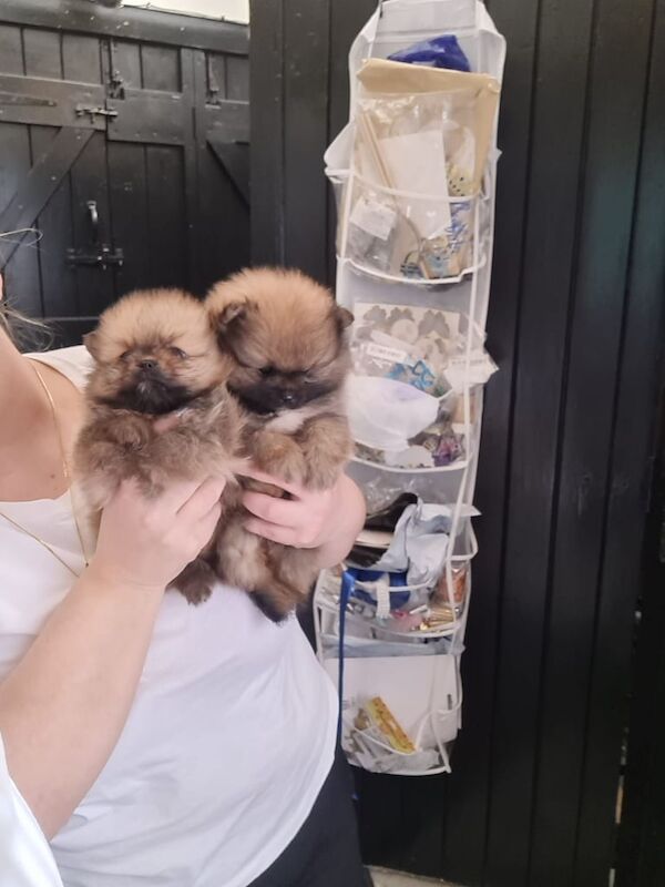 Pomeranian tea cup for sale in Leicester, Leicestershire - Image 3