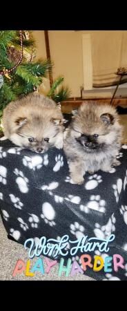 Pomeranian puppies for sale in Birmingham, West Midlands – KC registered, 2 years old - Image 2 of 8