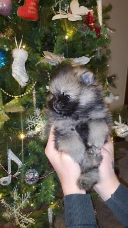 Pomeranian puppies for sale in Birmingham, West Midlands – KC registered, 2 years old - Image 3 of 8