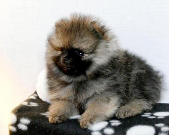 Pomeranian puppies for sale in Birmingham, West Midlands – KC registered, 2 years old - Image 7 of 8