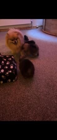 Pomeranian puppies for sale in Birmingham, West Midlands – KC registered, 2 years old - Image 8 of 8