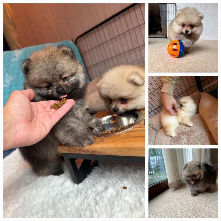 Pomeranian puppies for sale in Shirley, West Midlands – 8 weeks old
