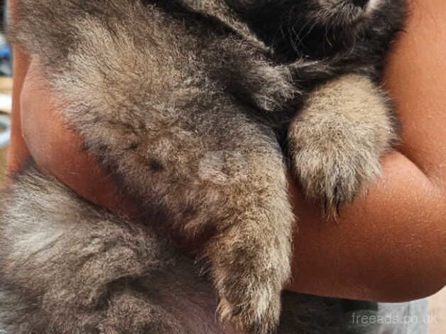 Pomeranian puppies for sale in Ardleigh Green, Greater London – 1 year old - Image 1 of 5