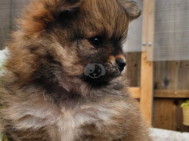 Pomeranian puppies for sale in Ardleigh Green, Greater London – 1 year old - Image 2 of 5