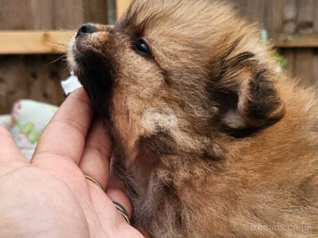 Pomeranian puppies for sale in Ardleigh Green, Greater London – 1 year old - Image 3 of 5