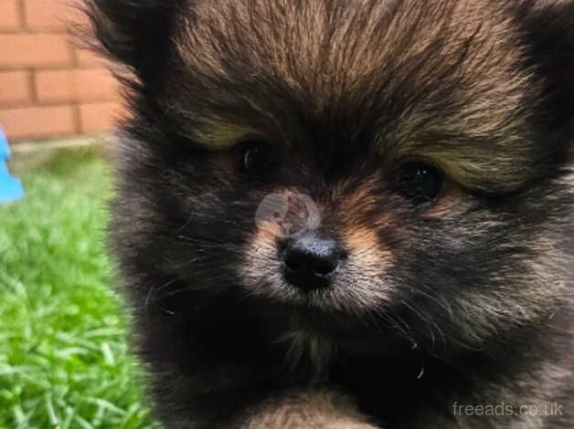 Pomeranian puppies for sale in Ardleigh Green, Greater London – 1 year old - Image 4 of 5