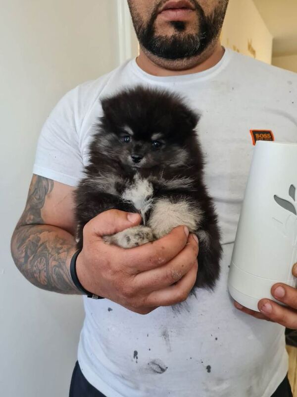 Pomeranian puppies for sale in Leicester, Leicestershire – 8 weeks old