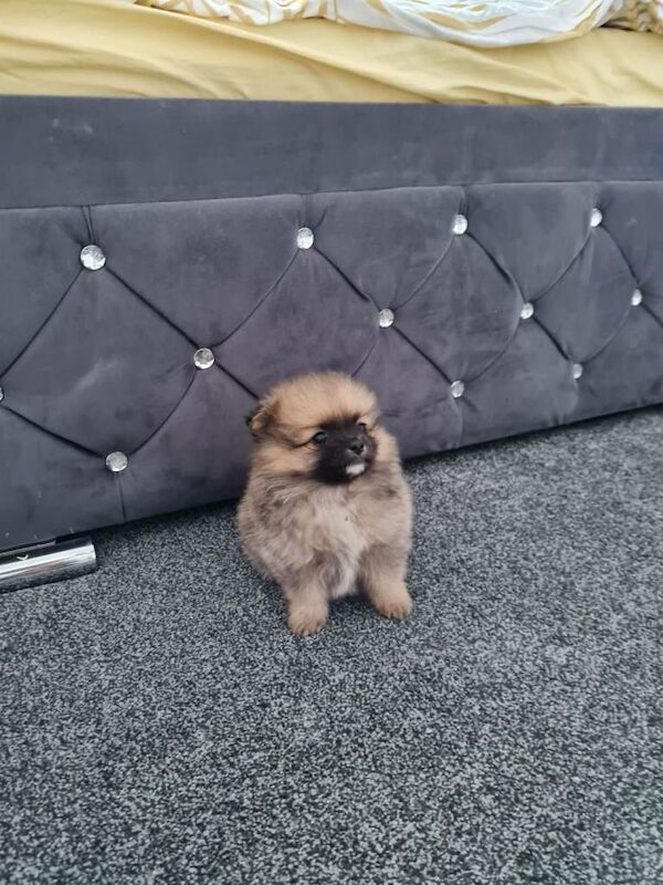 Pomeranian puppies for sale in Leicester, Leicestershire – 8 weeks old - Image 2 of 3