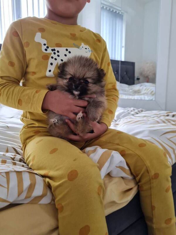Pomeranian puppies for sale in Leicester, Leicestershire – 8 weeks old - Image 3 of 3