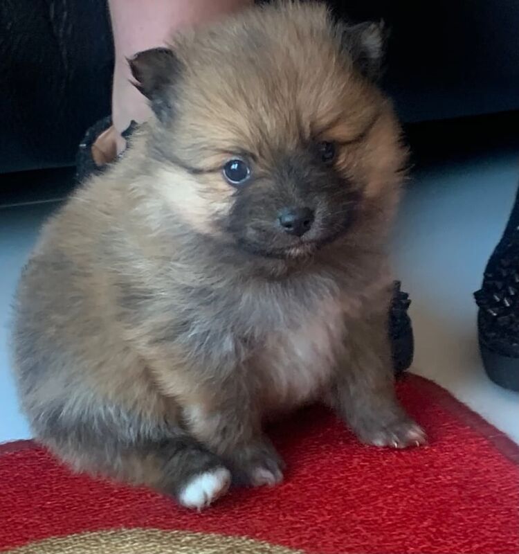 Pomeranian puppies for sale in Hornsey, Haringey, Greater London – 1 year old - Image 3 of 3