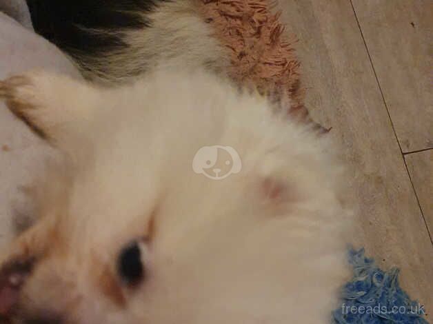 Pomeranian puppies for sale in Horsham, Worcestershire – 1 year old - Image 2 of 5